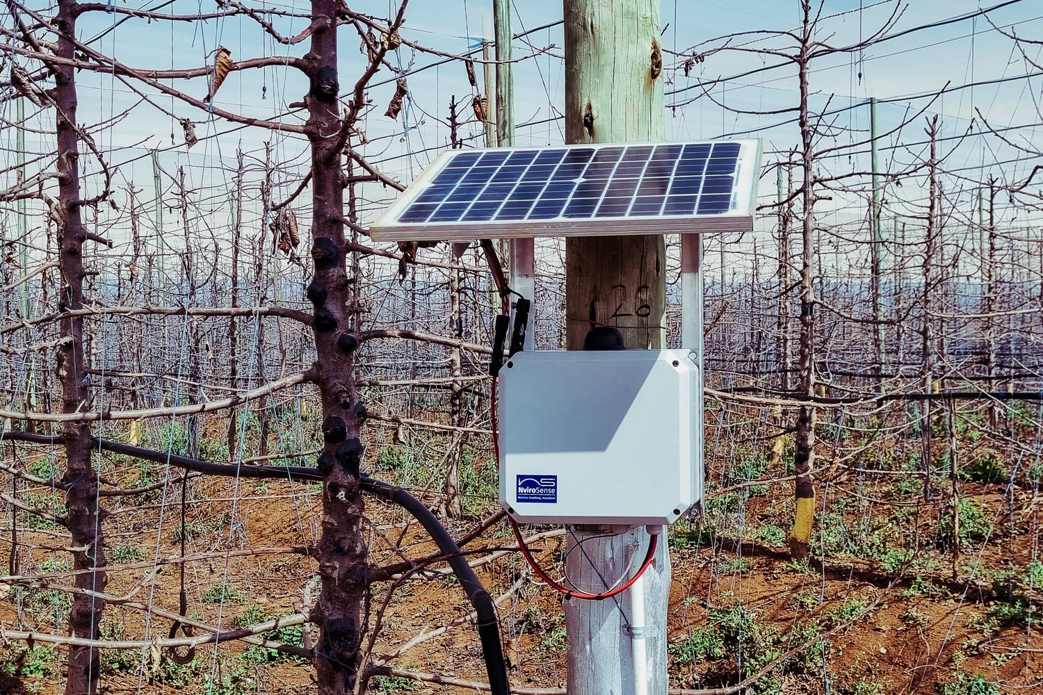Cherries of Eden monitored by NviroSense - eucatech Store
