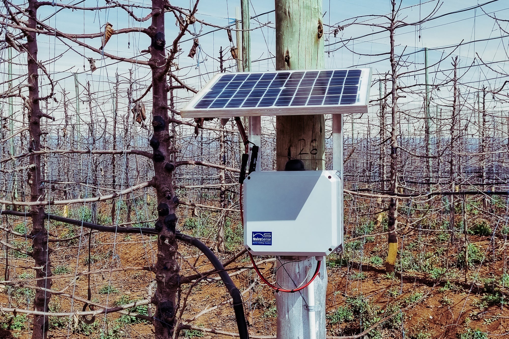 Cherries of Eden monitored by NviroSense - eucatech Store