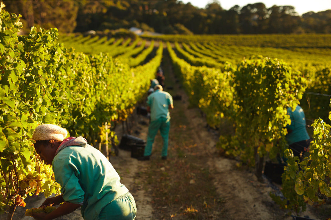 Fine-Wine Management - eucatech Store