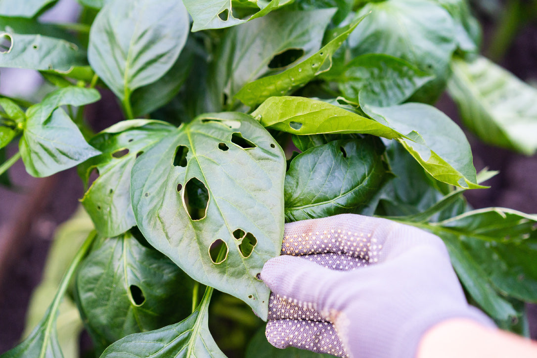 Smart Pest Solutions in Agriculture - eucatech Store