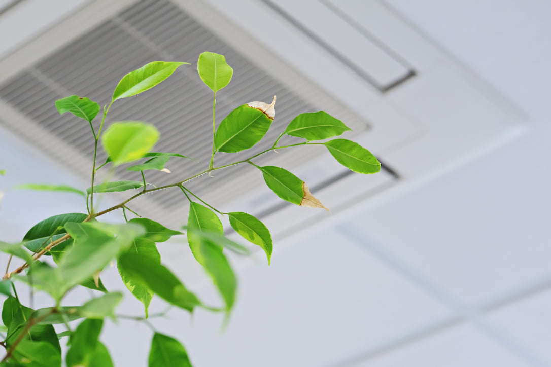Enhancing Indoor Air Quality with IoT Monitoring