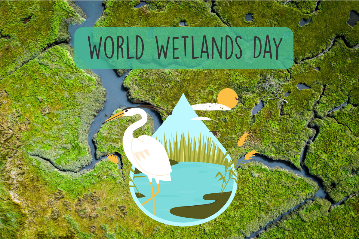 The wellness of our wetlands and how data logging can assist