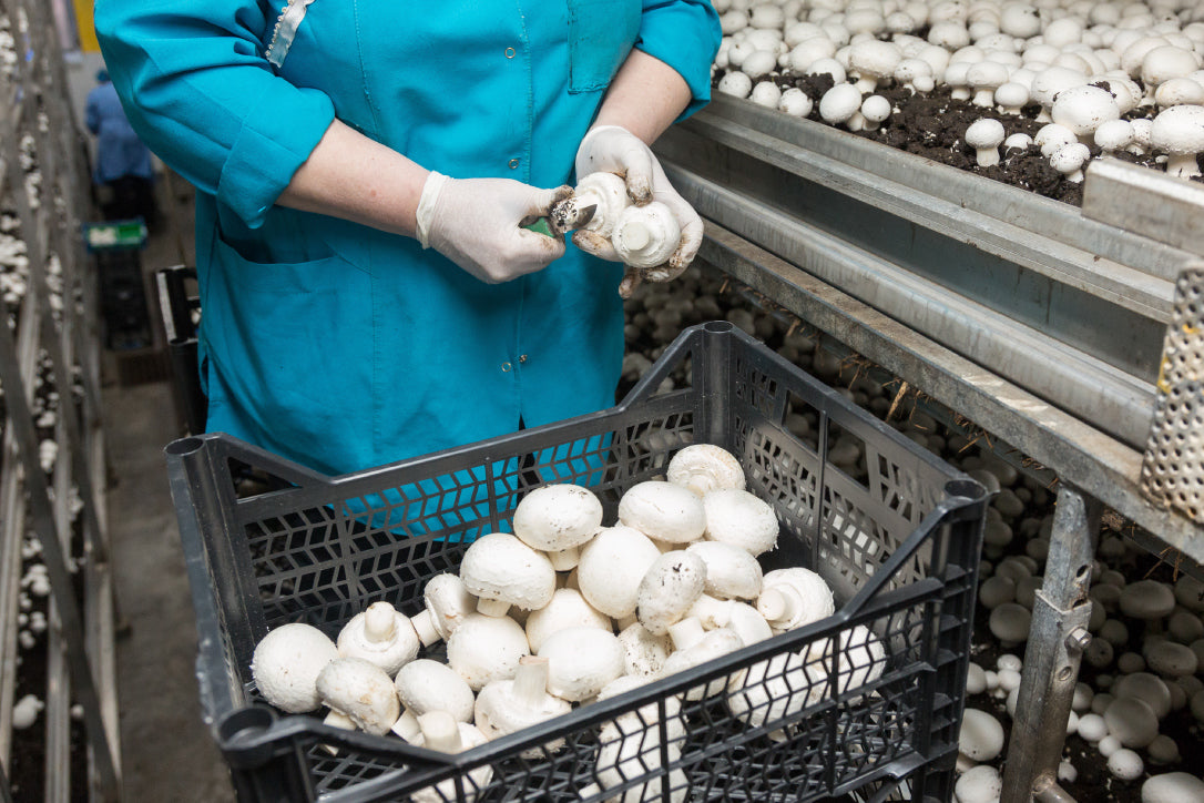 Smart monitoring and Mushroom Production - eucatech Store